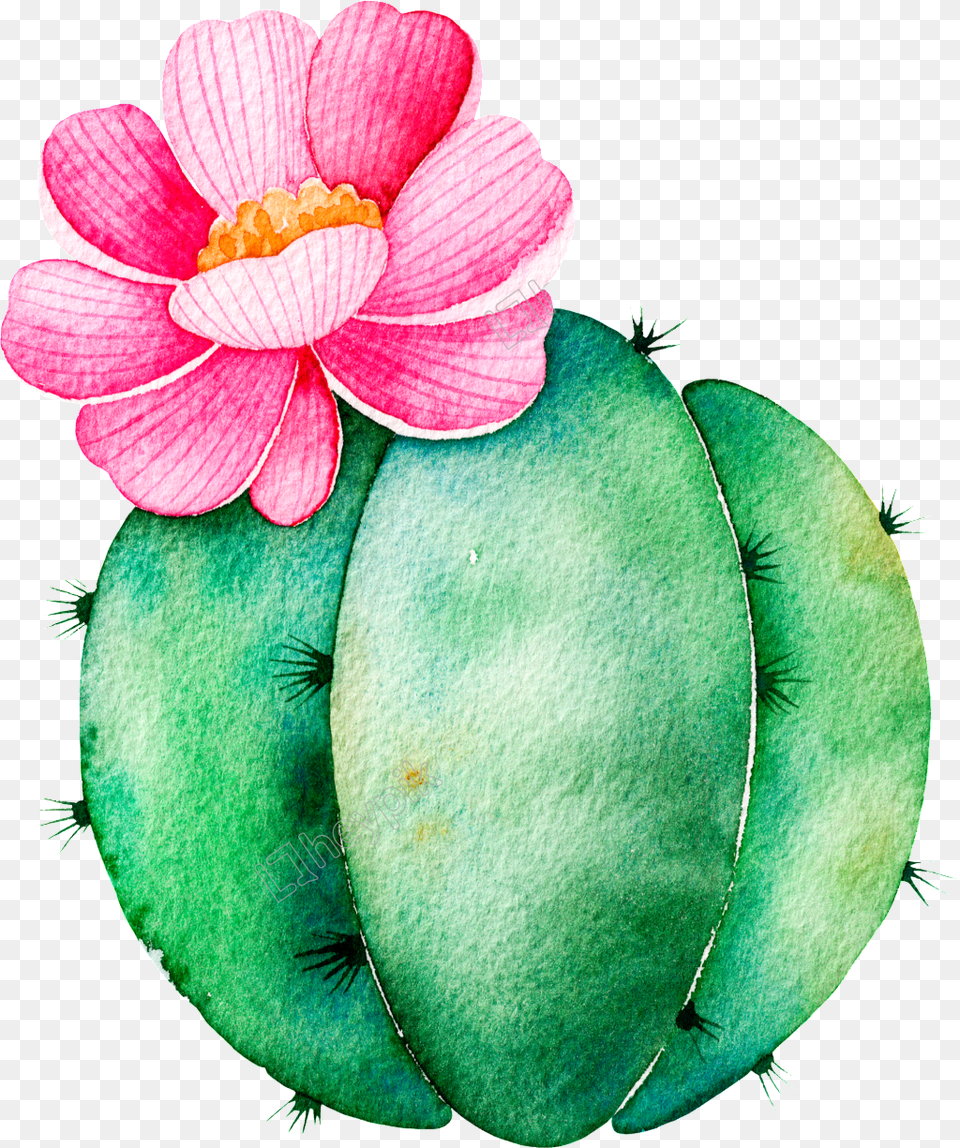 Spherical Cactus Cartoon Cactus Clipart Watercolor, Flower, Petal, Plant, Anther Free Transparent Png