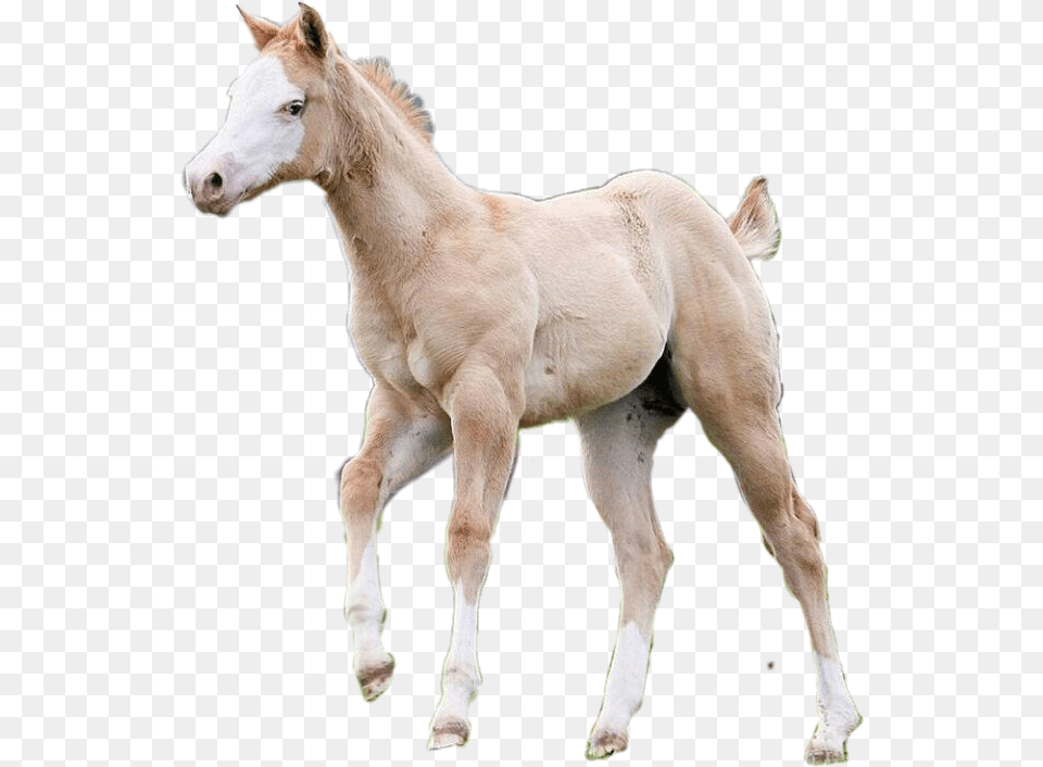Sphynx Cat, Animal, Foal, Horse, Mammal Png Image