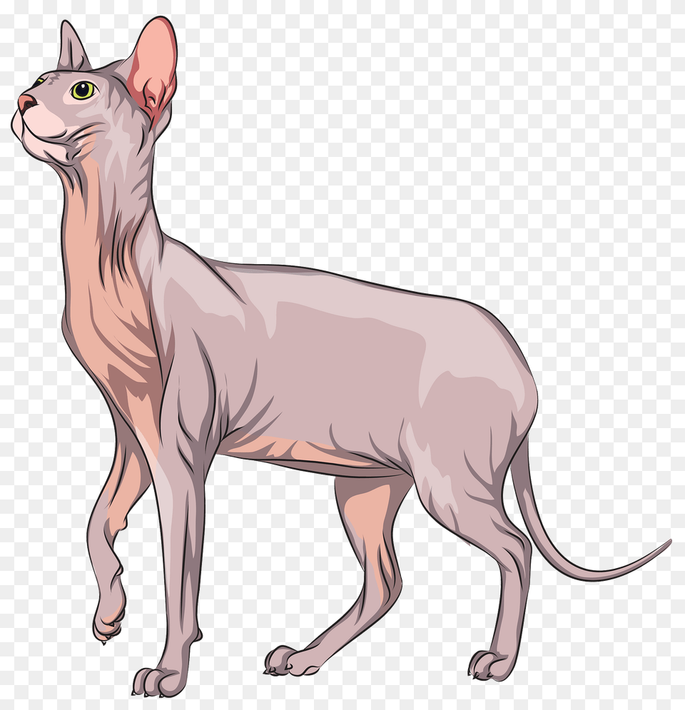 Sphynx Cat Clipart, Animal, Egyptian Cat, Kangaroo, Mammal Free Png