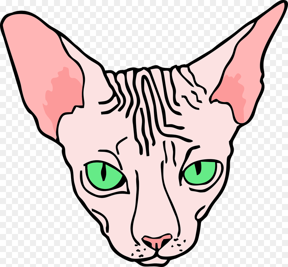 Sphynx Cat Face Clipart, Pet, Animal, Mammal, Baby Png Image