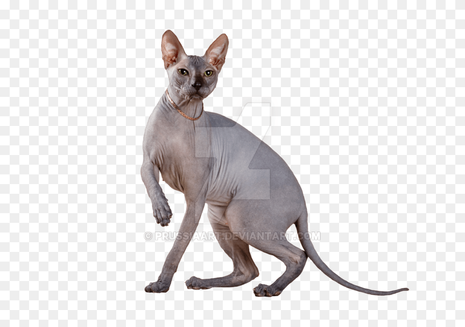 Sphynx Cat On A Transparent Background, Animal, Mammal, Pet, Egyptian Cat Png