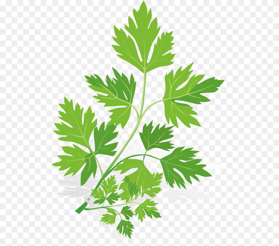 Spice Euclidean Vector Herb Herbs And Spices Vector, Herbal, Parsley, Plant, Leaf Png Image