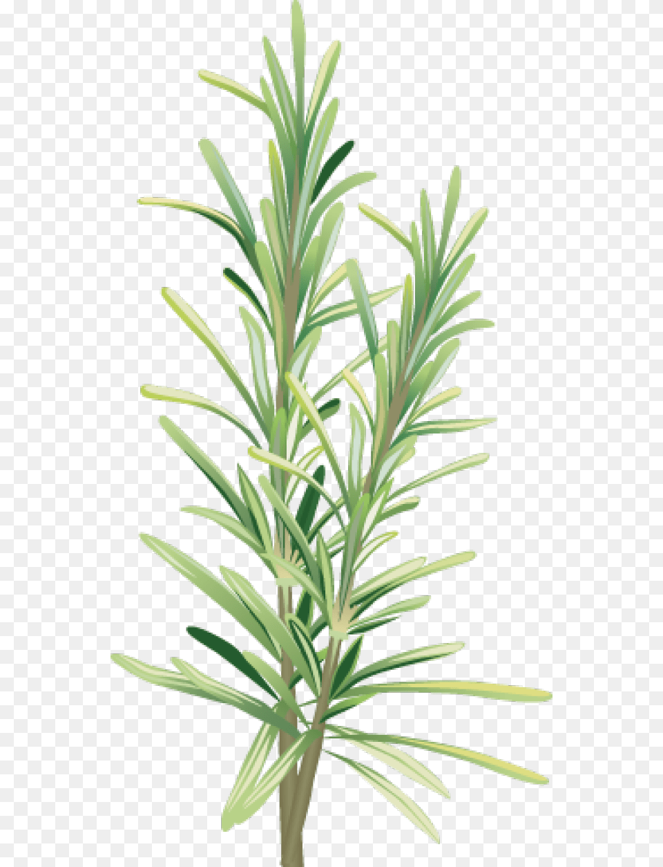 Spices And Herbs Free Clip Art Rosemary, Conifer, Herbal, Plant, Tree Png