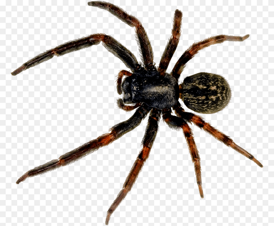 Spider, Animal, Invertebrate Png