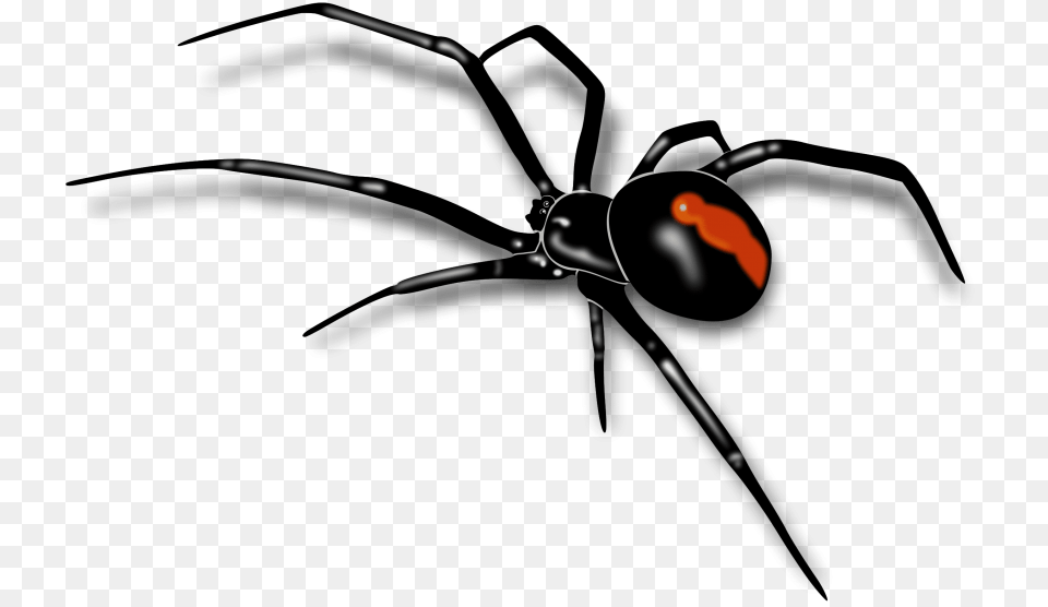 Spider, Animal, Invertebrate, Black Widow, Insect Free Png Download