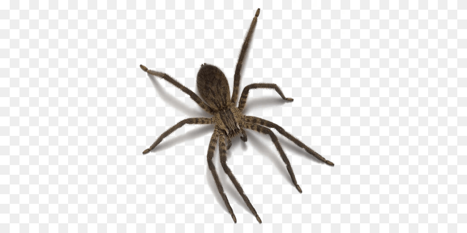 Spider, Animal, Invertebrate Free Png