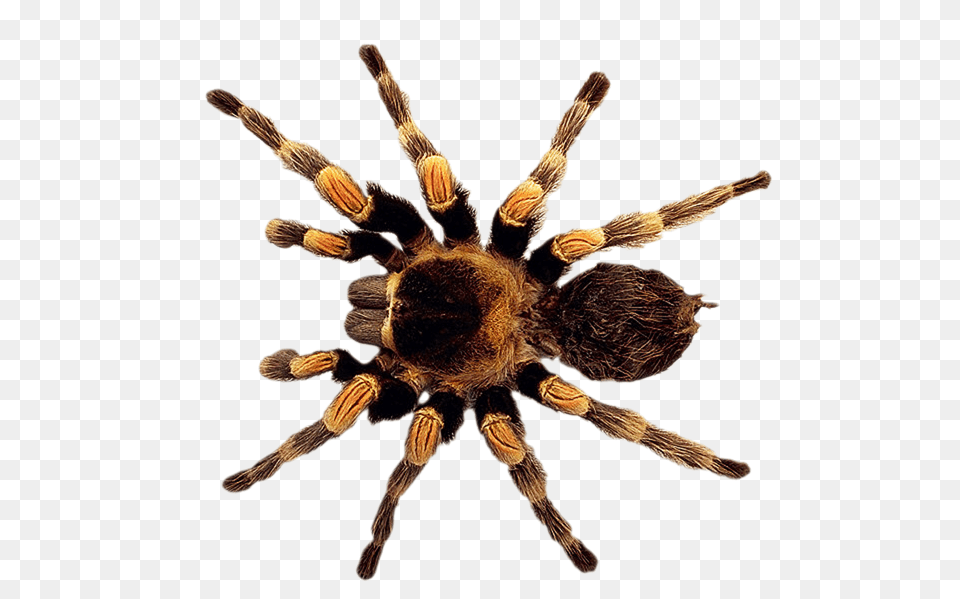 Spider, Animal, Invertebrate, Insect, Tarantula Free Transparent Png