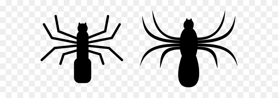 Spider Gray Free Png Download