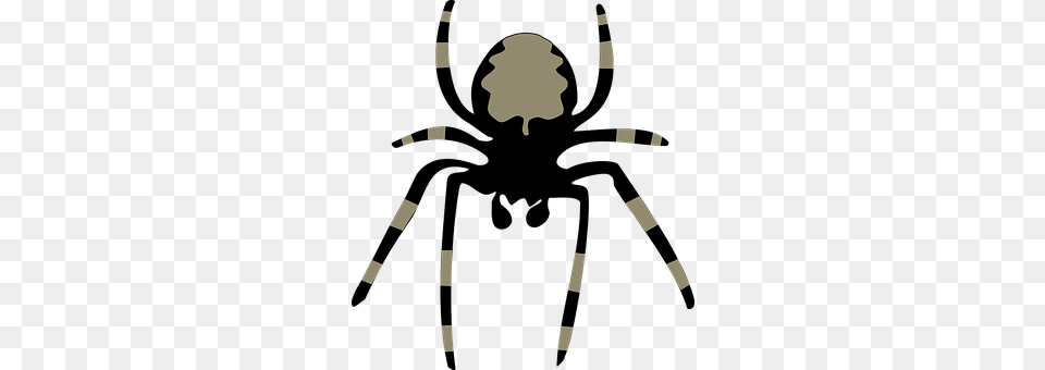 Spider Adult, Male, Man, Person Png