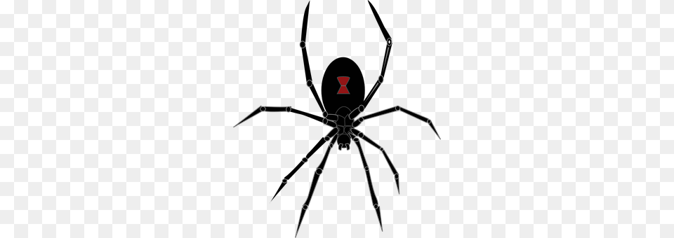 Spider Animal, Invertebrate Free Png