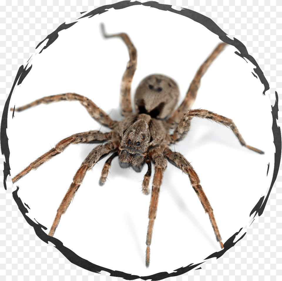Spider, Animal, Invertebrate Free Transparent Png