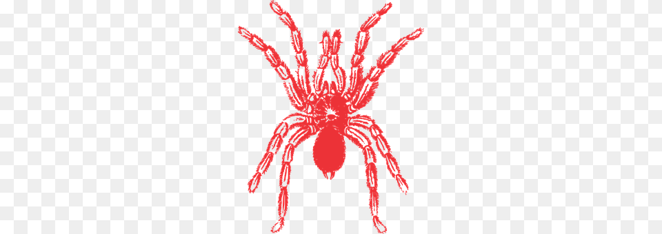 Spider Animal, Invertebrate, Person, Insect Png