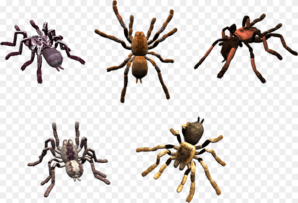 Spider, Animal, Invertebrate, Insect, Tarantula Png Image