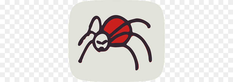 Spider Animal, Bee, Insect, Invertebrate Free Png