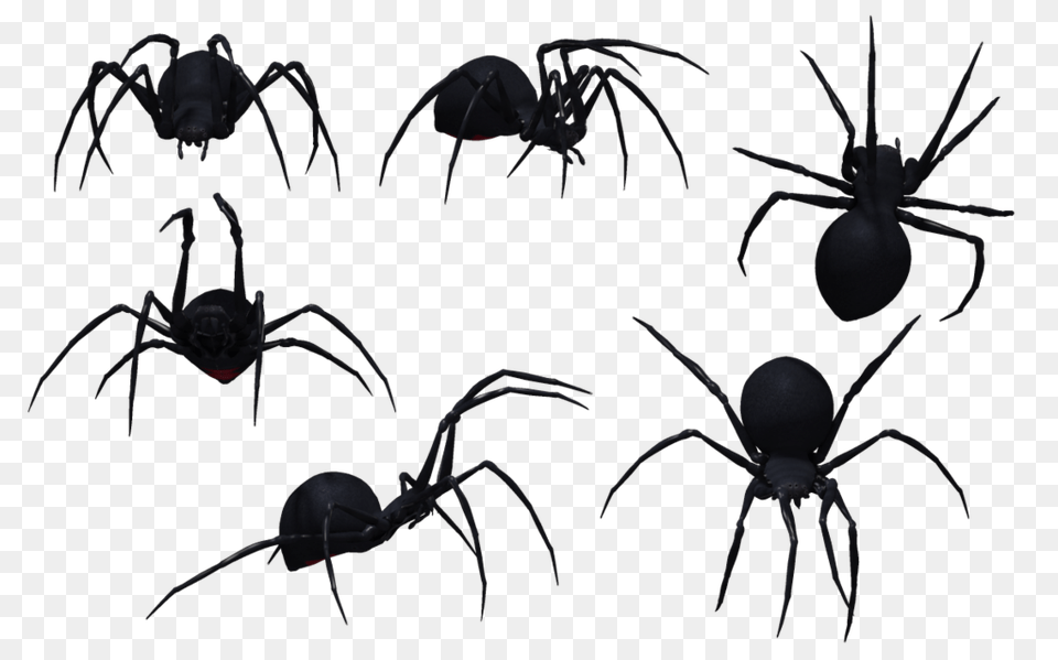 Spider, Animal, Invertebrate, Insect Free Png Download