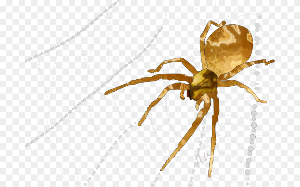 Spider 2 Spider Web, Animal, Invertebrate, Garden Spider, Insect Free Png