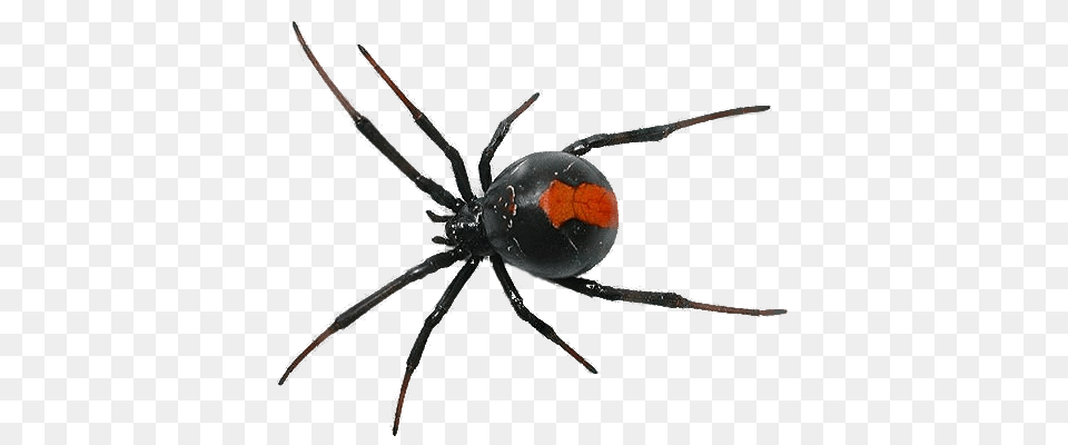 Spider, Animal, Invertebrate, Appliance, Ceiling Fan Free Png