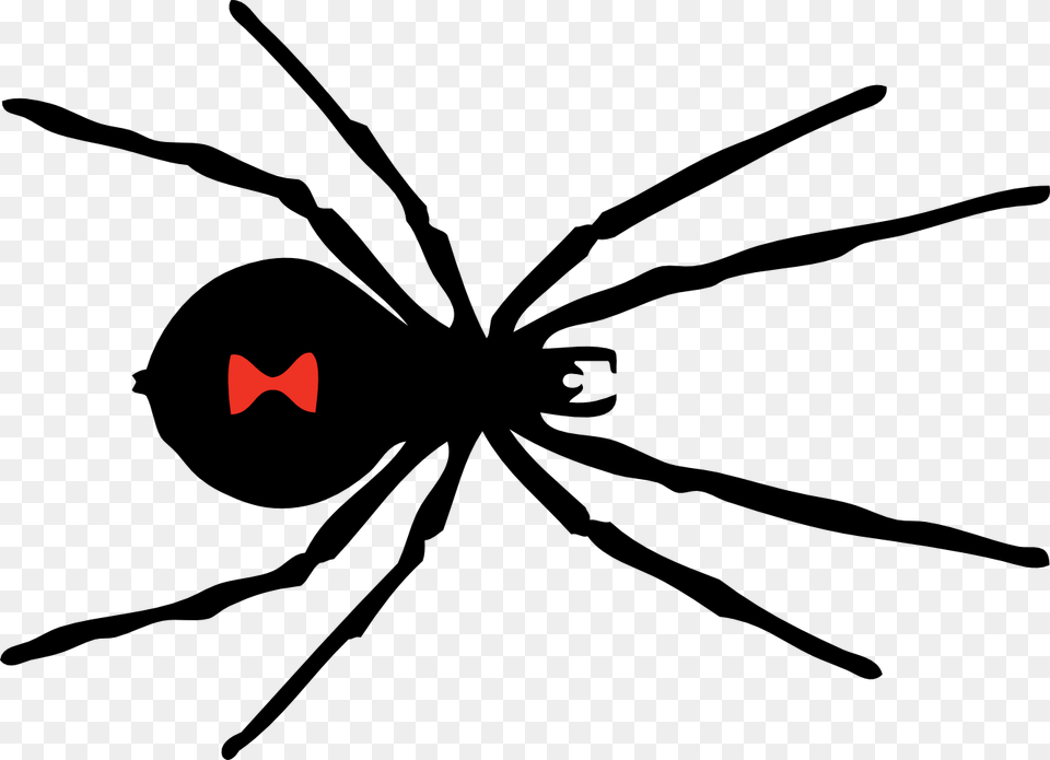 Spider, Animal, Invertebrate, Black Widow, Insect Free Transparent Png