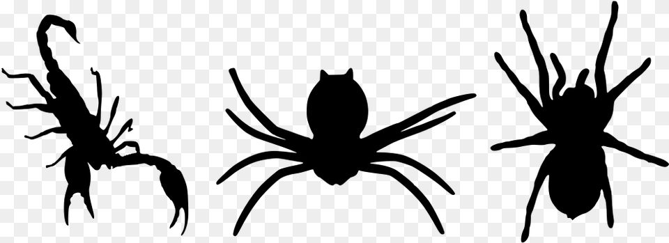 Spider, Gray Png