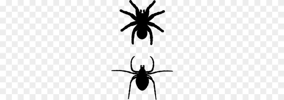 Spider Gray Free Png