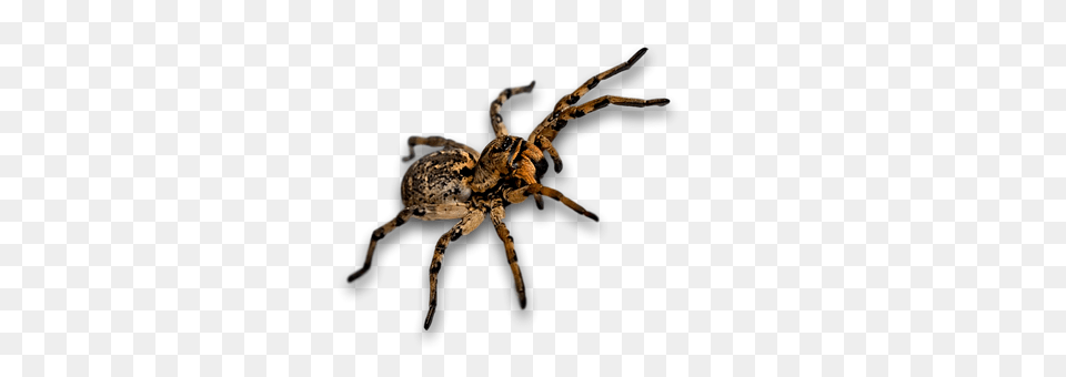Spider Animal, Invertebrate Free Transparent Png