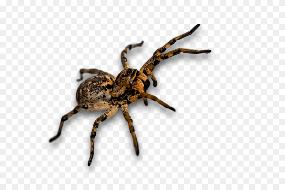 Spider Animal, Invertebrate Png