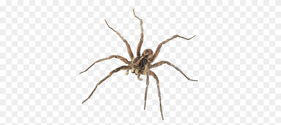 Spider, Animal, Invertebrate Png