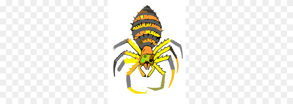 Spider Animal, Garden Spider, Insect, Invertebrate Png Image