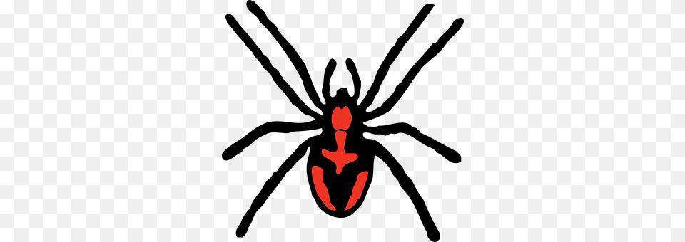 Spider Animal, Bee, Insect, Invertebrate Png