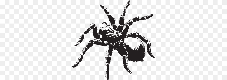Spider Animal, Invertebrate, Person, Insect Png