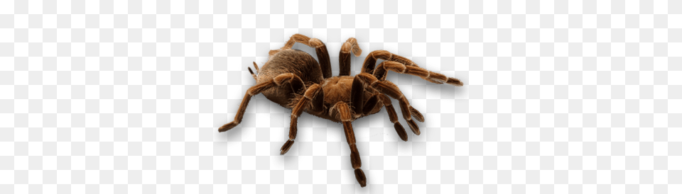 Spider, Animal, Invertebrate, Insect, Tarantula Png