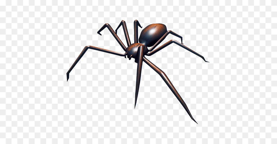 Spider, Animal, Invertebrate, Insect Free Transparent Png