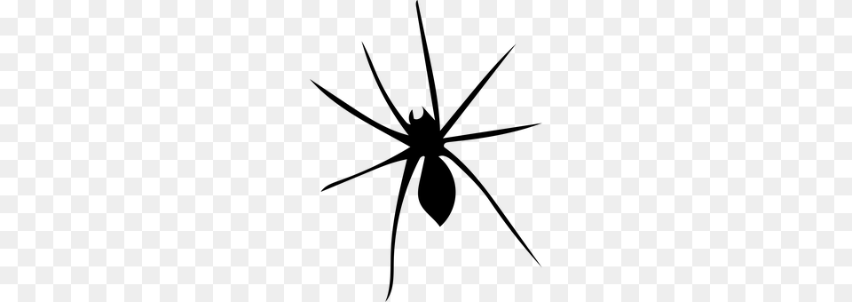 Spider Gray Free Png Download