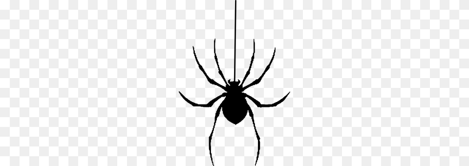 Spider Gray Free Png Download