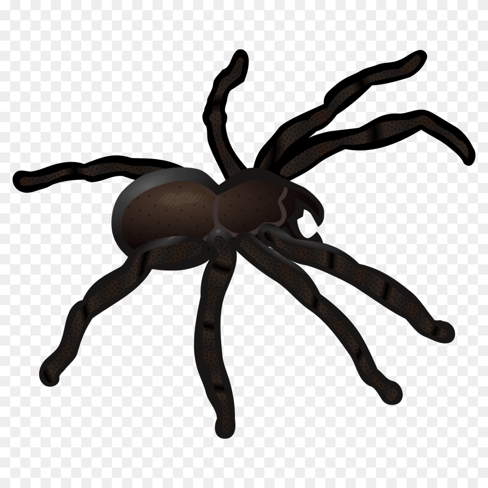 Spider, Animal, Invertebrate, Bow, Weapon Free Transparent Png