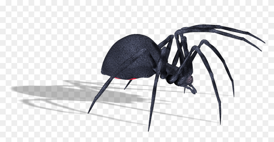 Spider, Animal, Invertebrate, Black Widow, Insect Free Png Download