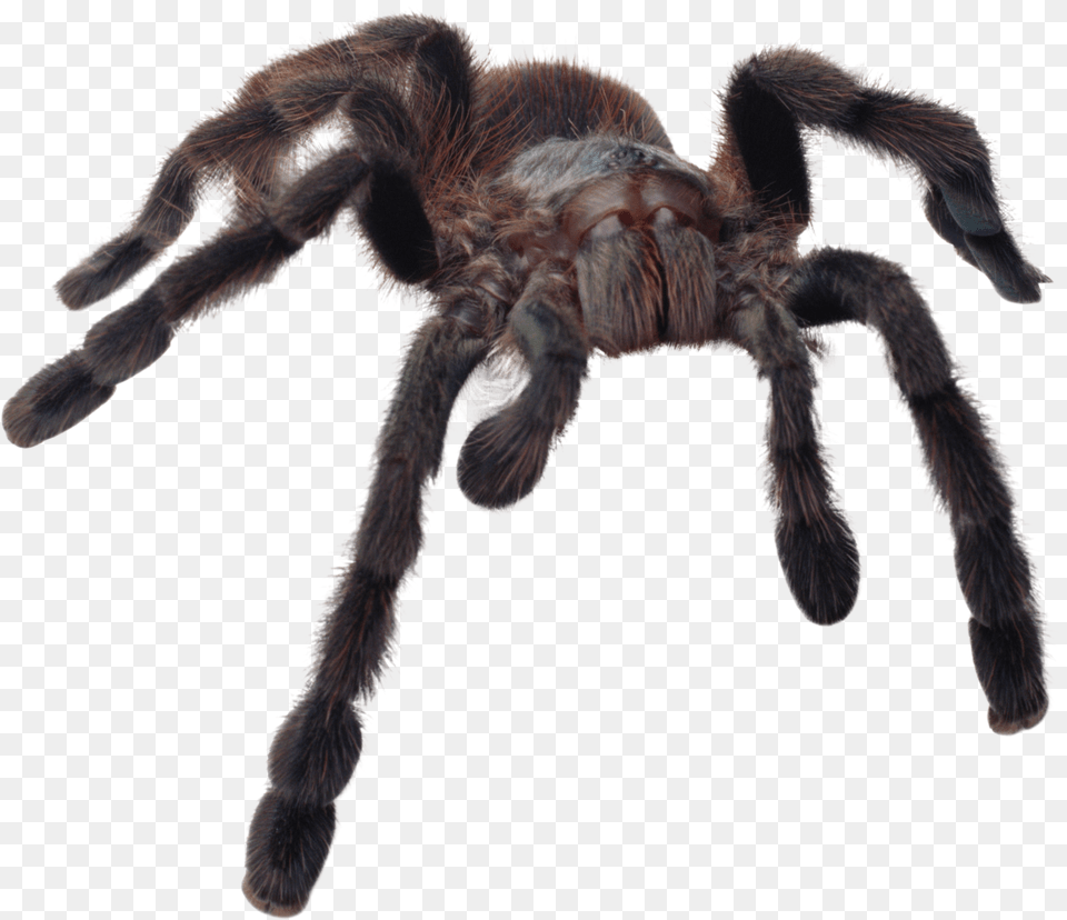 Spider, Animal, Invertebrate, Insect, Tarantula Png Image