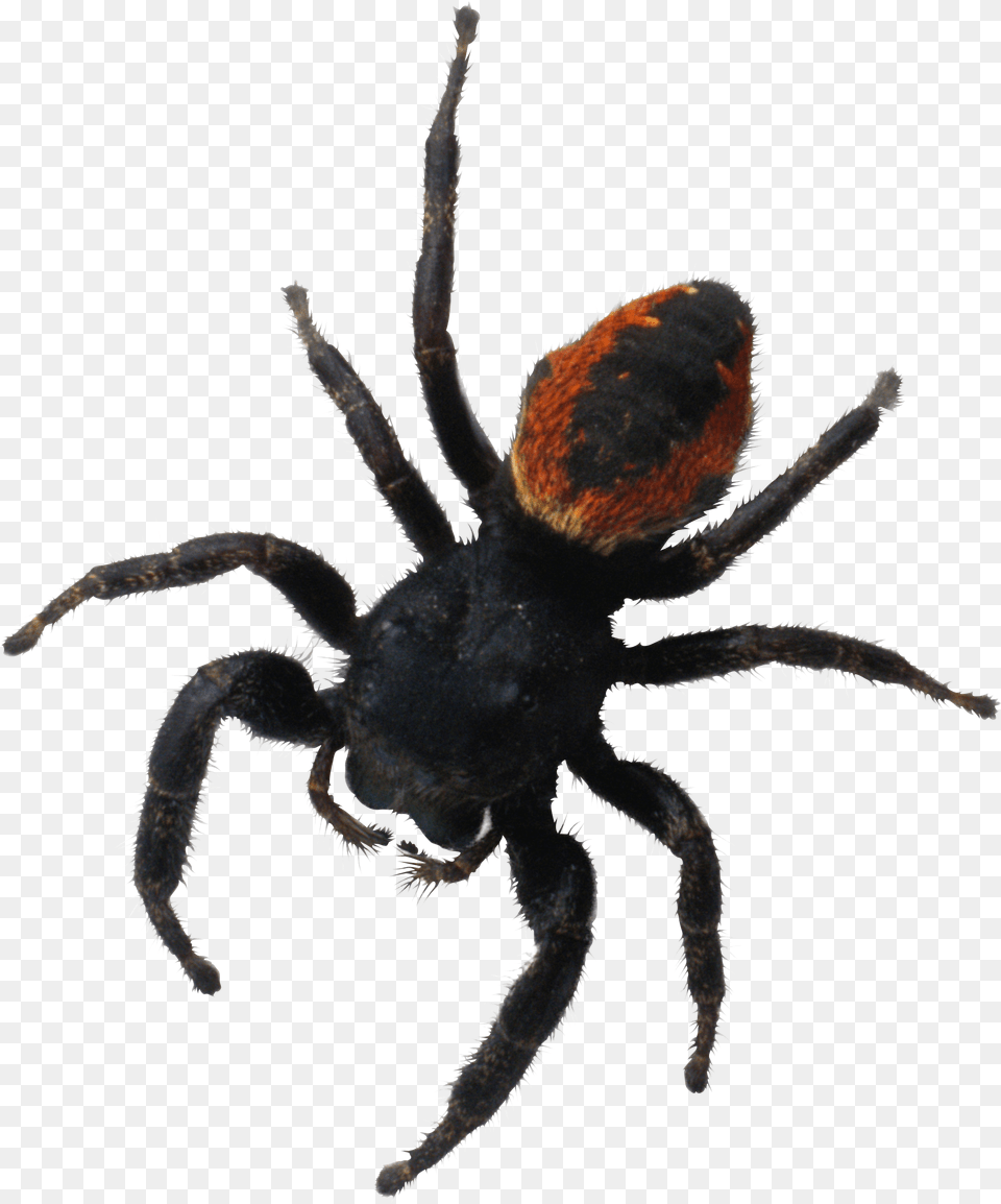 Spider, Animal, Invertebrate, Insect, Tarantula Free Png Download