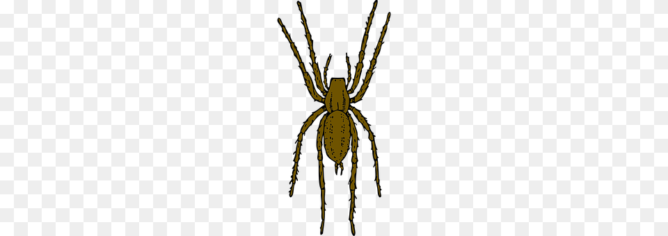 Spider Animal, Invertebrate, Garden Spider, Insect Free Transparent Png