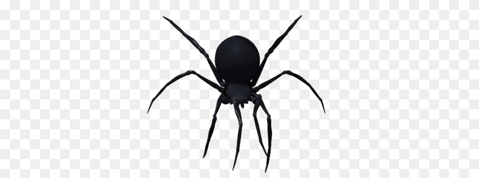 Spider, Animal, Invertebrate Free Transparent Png