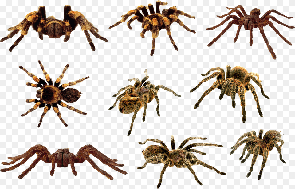 Spider, Animal, Invertebrate, Insect, Tarantula Free Png Download