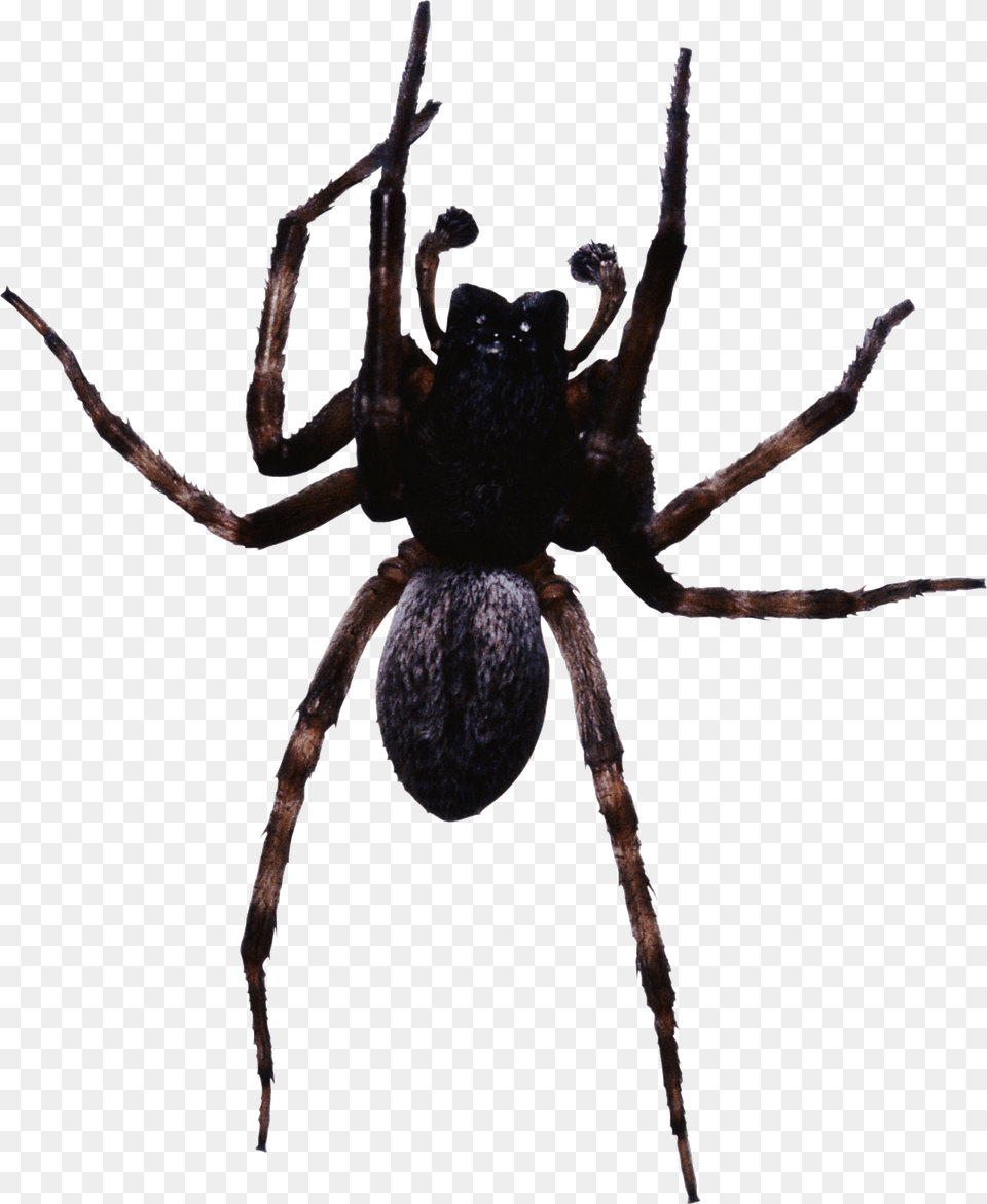 Spider, Animal, Invertebrate Free Transparent Png