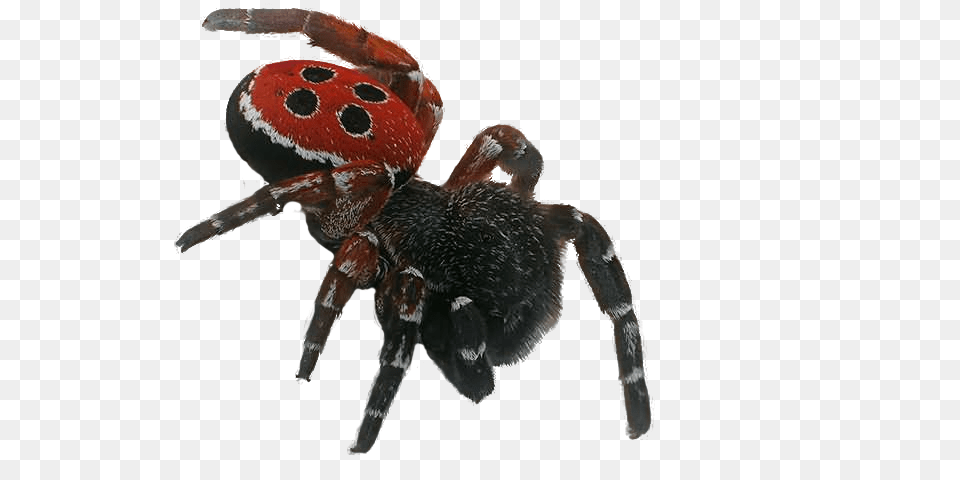 Spider, Animal, Invertebrate Png Image