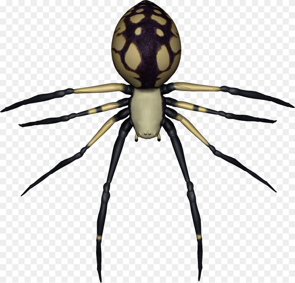 Spider, Animal, Invertebrate, Garden Spider, Insect Png