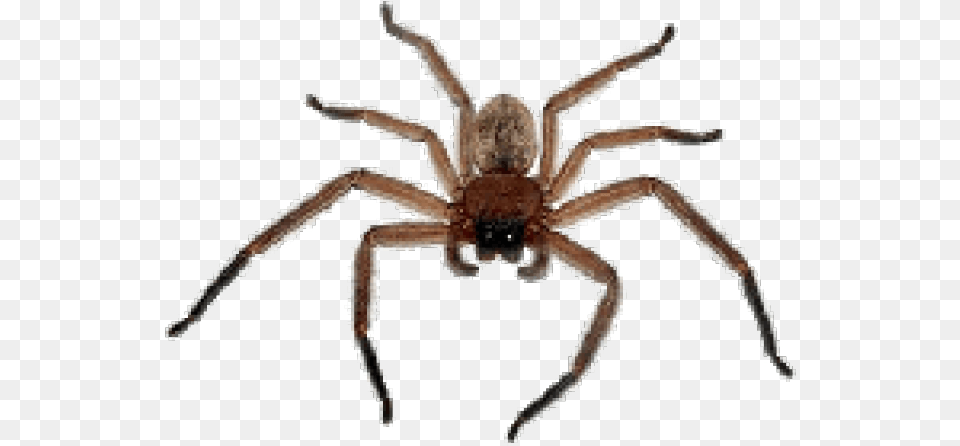Spider 9 Spider, Animal, Invertebrate, Garden Spider, Insect Free Png Download