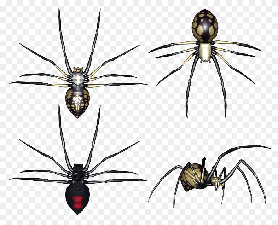 Spider, Animal, Invertebrate, Insect, Wasp Free Transparent Png