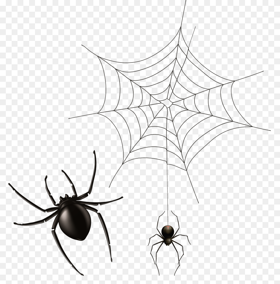 Spider And Cobweb Clipart, Animal, Insect, Invertebrate, Spider Web Png Image