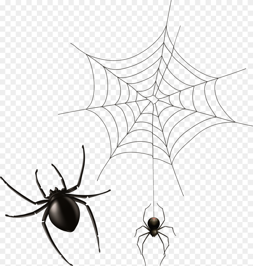 Spider And Cobweb Clipart Image Spider Web Clipart, Spider Web, Animal, Insect, Invertebrate Free Png