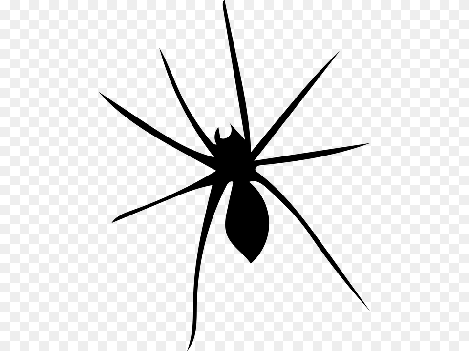 Spider Arachnophobia Arachnid Nature Scary Fear, Gray Png Image