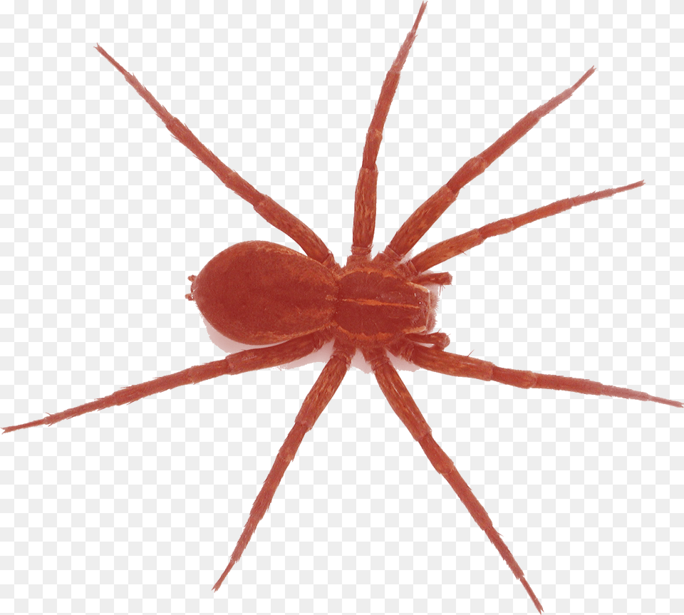 Spider Araneus Cavaticus, Animal, Invertebrate Free Png Download